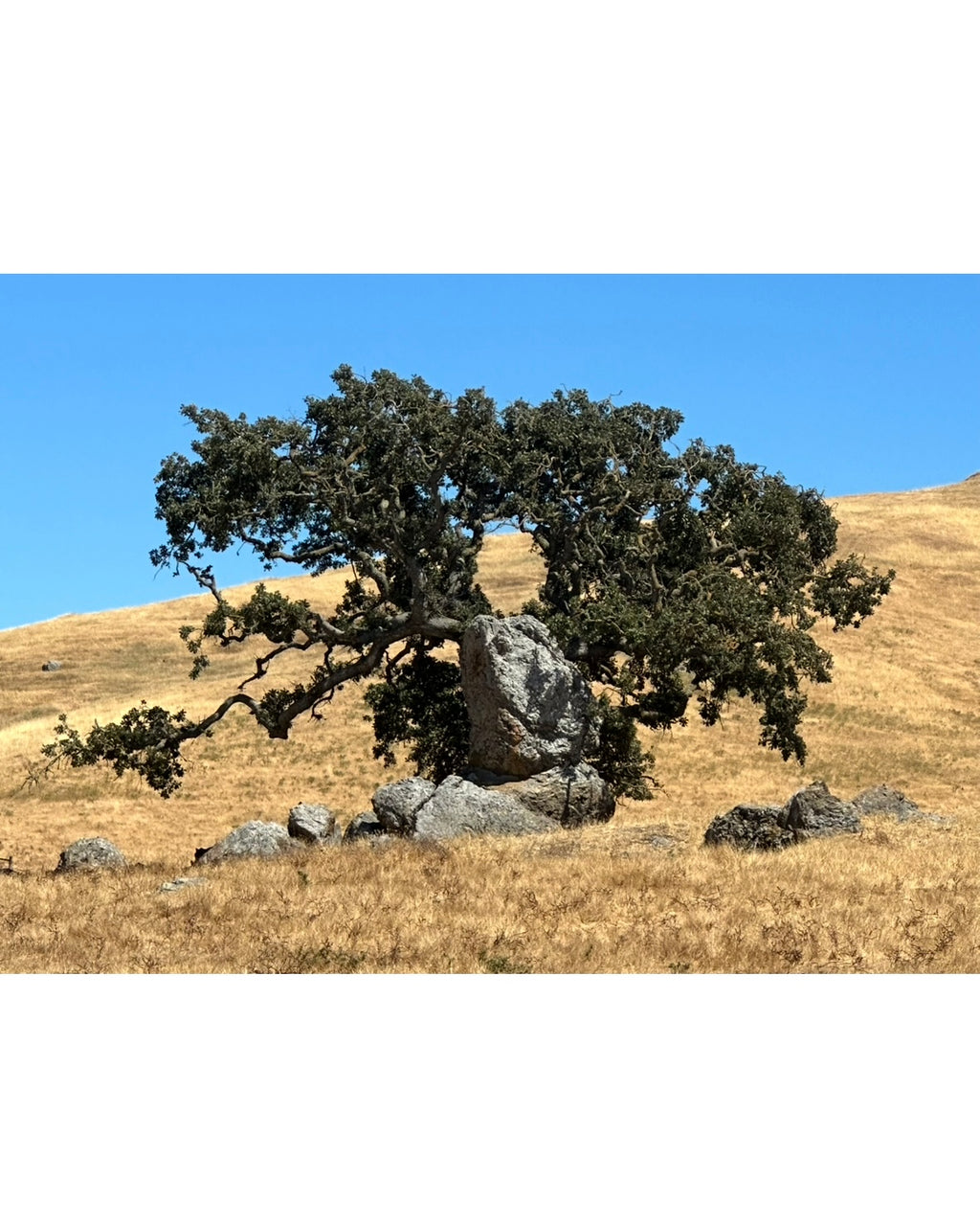 tree of life (framed 5x7)