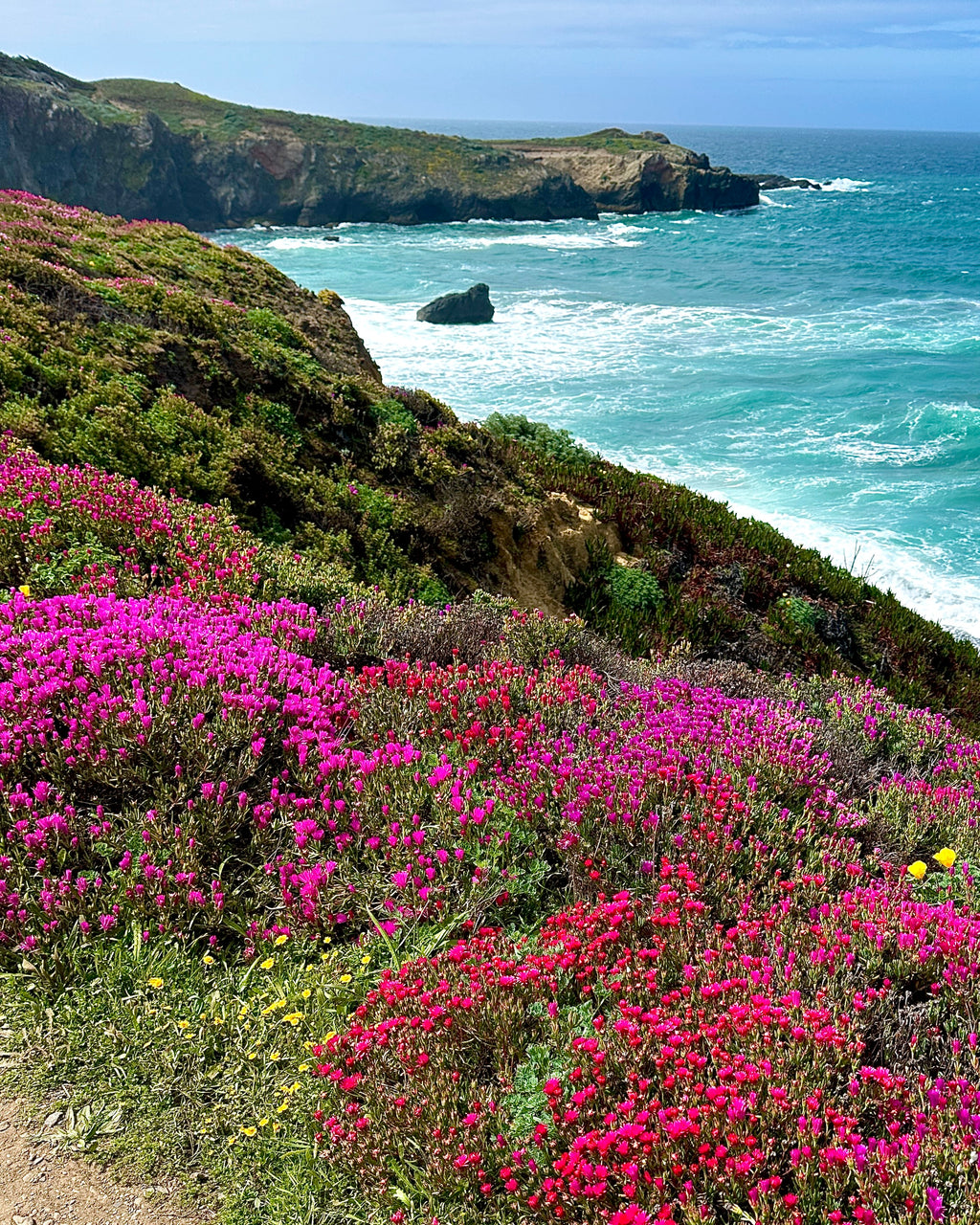 flowers of Sea Ranch (8x10)