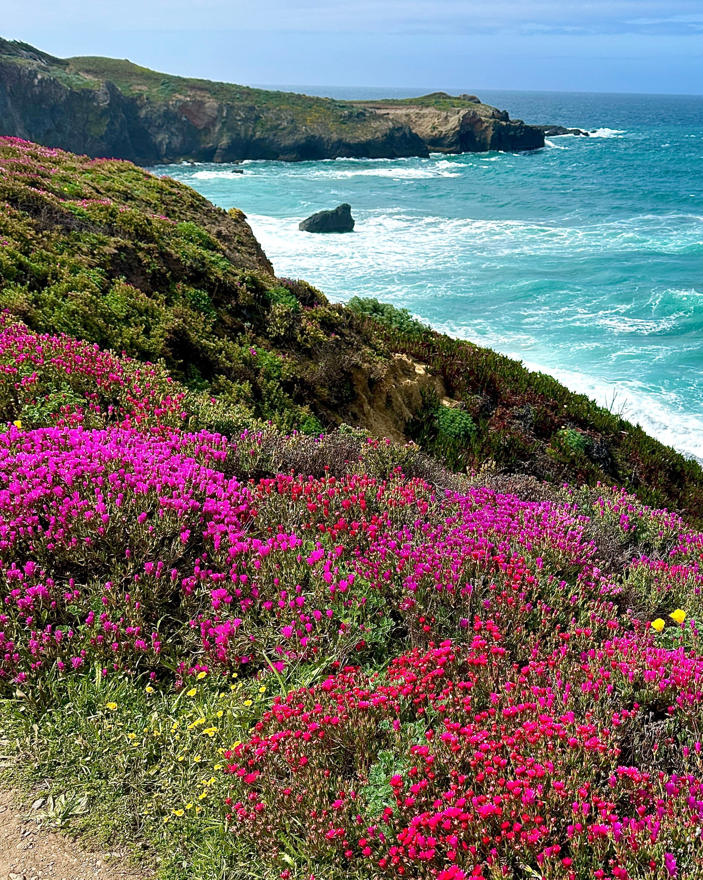 flowers of Sea Ranch (8x10)